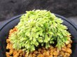 画像1: イワヒバ珍稀種【光鳳ノ華】（4号プラ鉢）
