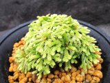 画像: イワヒバ珍稀種【光鳳ノ華】（4号プラ鉢）
