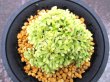 画像3: イワヒバ珍稀種【光鳳ノ華】（4号プラ鉢）