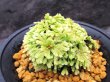 画像2: イワヒバ珍稀種【光鳳ノ華】（4号プラ鉢）