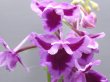 画像1: 羽蝶蘭選別花