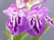 画像2: 羽蝶蘭選別花　(株立ち）