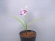 画像3: 羽蝶蘭選別花