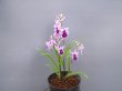 画像1: 羽蝶蘭選別花　(株立ち）