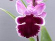 画像1: 羽蝶蘭選別花　（親子2本立ち）