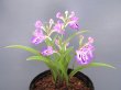 画像1: 羽蝶蘭選別花　(株立ち）