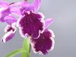 画像1: 羽蝶蘭選別花