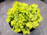 画像: 黄華　2.5Ｐ