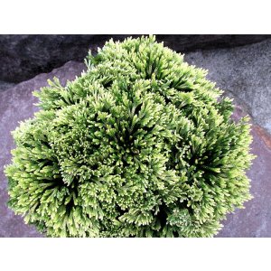 画像: 緑翠冠　2.5Ｐ