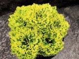 画像: 泰山宝　2.5Ｐ