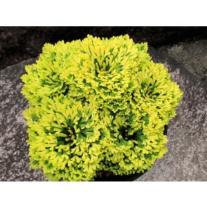画像: 泰山宝　2.5Ｐ