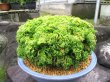 画像1: 近江大黄　2.5Ｐ