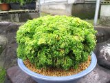 画像: 近江大黄　2.5Ｐ