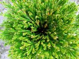 画像: 菊華紋　2.5Ｐ
