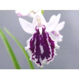 画像: 羽蝶蘭選別花