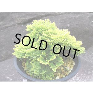 画像: 泰山宝　（4.5号プラ）