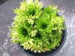 画像3: 金山　（4.5号プラ）