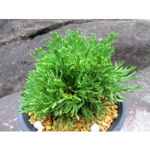 画像: 花染　（4.5号プラ）