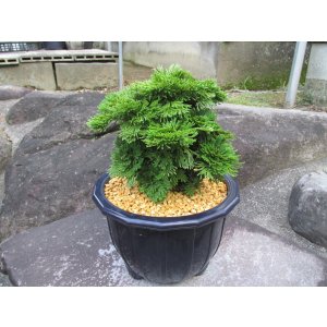 画像: イワヒバ特選品【凱扇】（7号プラ鉢）