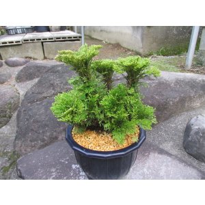 画像: イワヒバ特選品【紅真珠】（7号プラ鉢）