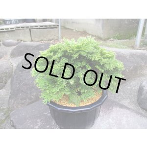 画像: イワヒバ特選品【小鶴錦】（7号プラ鉢）