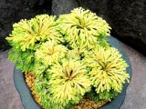 画像: 瑞宝錦　2.5Ｐ