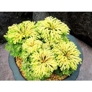 画像: 瑞宝錦 2.5P
