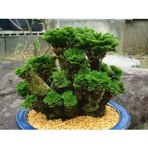 画像: 黒牡丹 2.5P