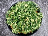 画像: 好文　2.5Ｐ