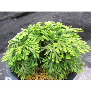 画像: 寿宝殿　（4.5号プラ）