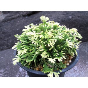 画像: 尾張富士　（4.5号プラ）
