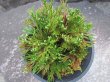 画像3: 尾鷲錦　（4.5号プラ）