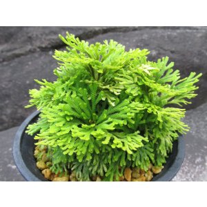 画像: 涼風　（4.5号プラ）