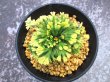 画像4: イワヒバ珍稀種【墨絵黄冠】（3号プラ）