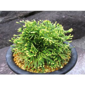 画像: 天司宝　（5号プラ）