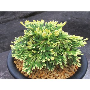 画像: 紫金襴　（5号プラ）