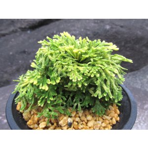 画像: 古金襴　（4号プラ）