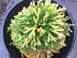 画像3: イワヒバ珍稀種【春日局】（4.5号プラ鉢）