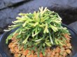 画像1: イワヒバ珍稀種【春日局】（4.5号プラ鉢）