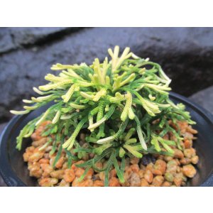 画像: イワヒバ珍稀種【春日局】（4.5号プラ鉢）