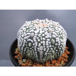 画像: スーパー兜丸