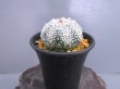 画像4: ミラクル兜丸