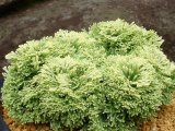 画像: 金牡丹　2.5Ｐ