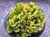 画像: 王冠　2.5Ｐ
