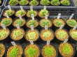 画像2: 今回の販売品全景