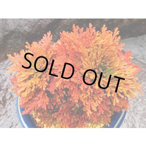 画像: 紅筑波　2.5Ｐ