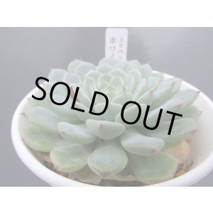 画像: エケベリア【ホワイトミニマ】