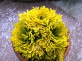 画像: 黄華殿　2.5Ｐ