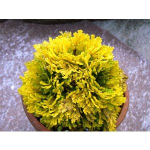 画像: 黄華殿　2.5Ｐ 10/3追加しました
