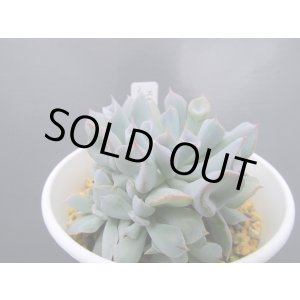 画像: エケベリア【トランペットピンキー】